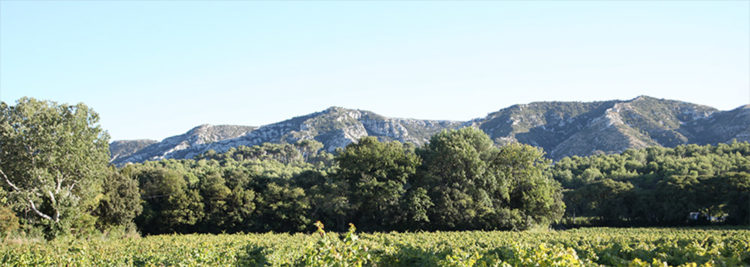 paysage des Alpilles des Beaux de Pravence