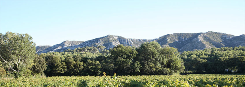 paysage des Alpilles des Beaux de Pravence