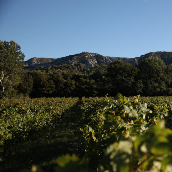 Test Alpilles Accueil